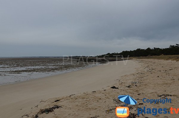 Photo de la plage du Collet à Les Moutiers-en-Retz