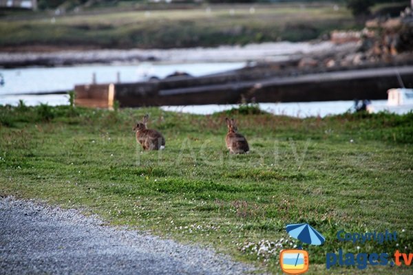 Lapins à Porspoder