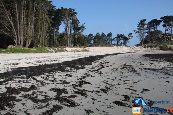 Wild beach in Roscoff - Perharidi