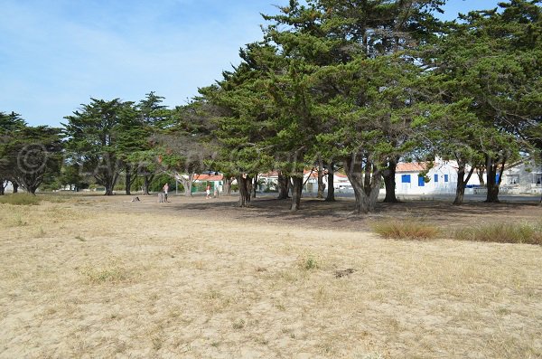 Un environnement de pinède pour la plage aux coquillages