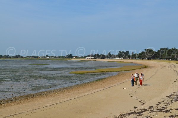 Plage aux coquillages sur l'île d'Aix