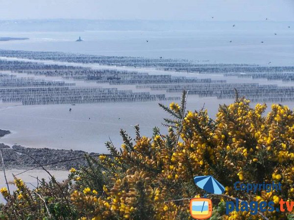 Vue sur les bouchots depuis la plage du Cotentin - Planguenoual