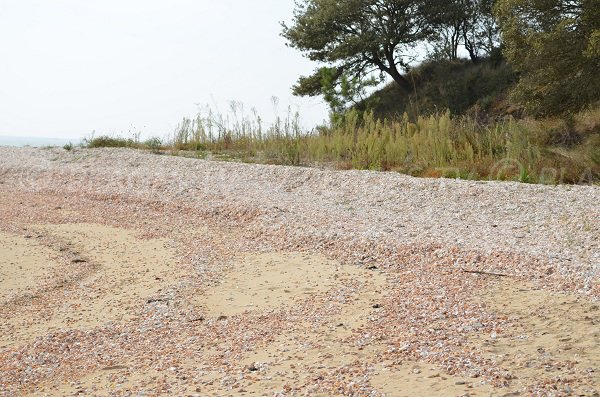 Des coquillages sur la plage de la pointe du Coudepont