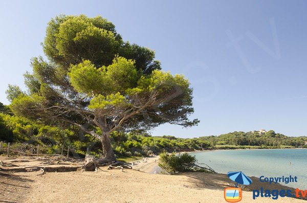 Foto della spiaggia della Courtade a Porquerolles - Francia