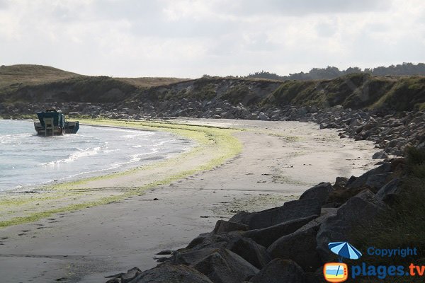 Algues vertes sur la plage surveillée de Guisseny