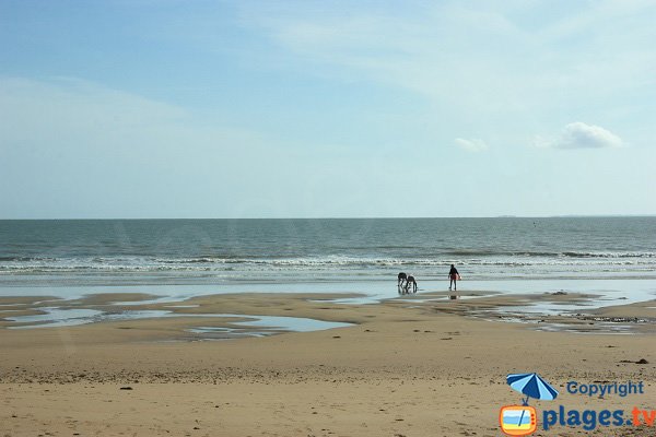 Pêche à pied sur la plage de la Davière