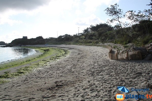 Algues vertes sur la plage du Dibenou à Guissény