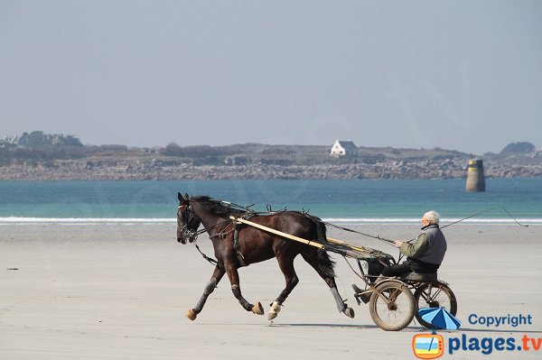 Racehorse on the beach of Santec