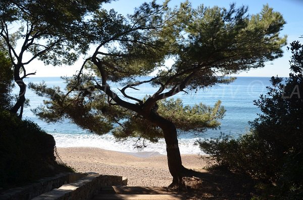 Pins sulla spiaggia di Monaco - Le Pradet