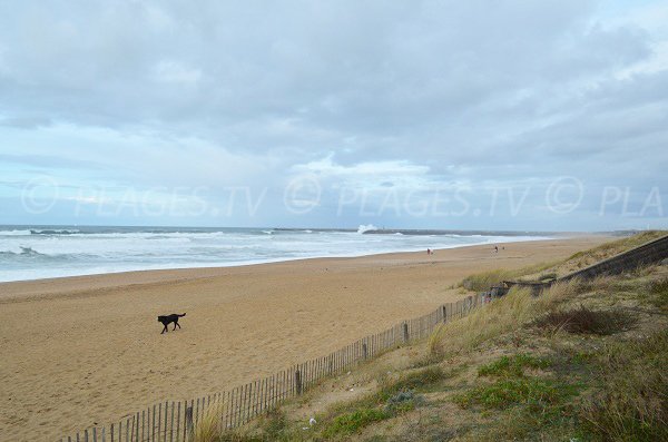 Sand beach with dunes in Anglet