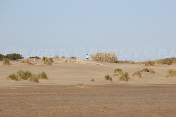 Environnement dunaire de la plage de l'Espiguette à Port Camargue