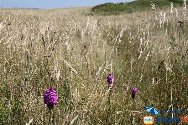 Flore et faune de l'ile d'Aganton