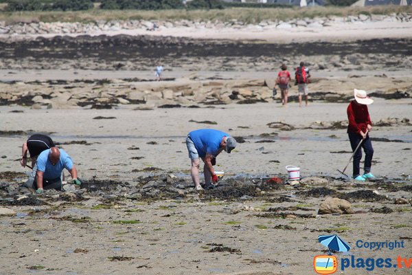 Pêche à pied sur l'ile Grande de Pleumeur Bodou