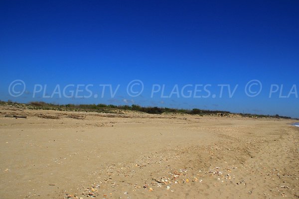 Environnement de la plage Est de Portiragnes