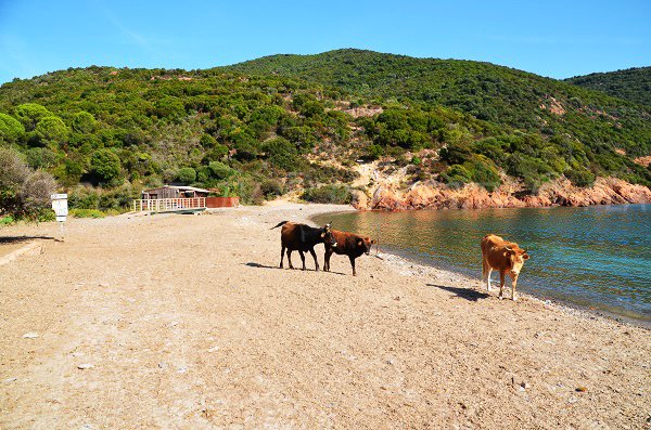 Cows on the Focaghia beach in Corsica - Girolata