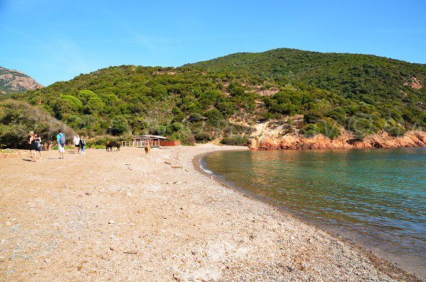 Photo della spiaggia di Focaghia in Corsica - Girolata