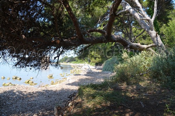 Plage ombragée à proximité du fort de St Honorat