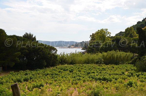 Environnement de la plage de la Fossette au Lavandou