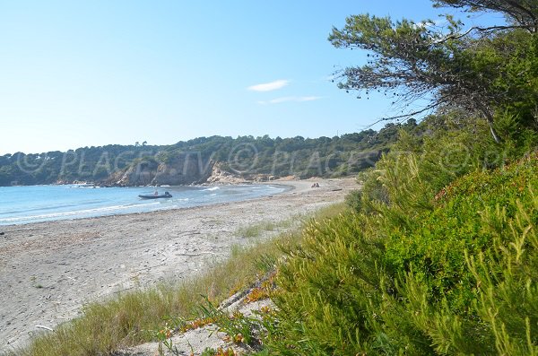 Végétation sur la plage de la Galère dans le Var