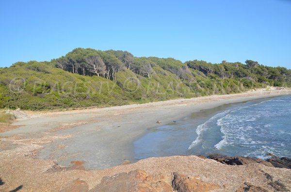 Forêt autour de la plage de la Galère à Bormes