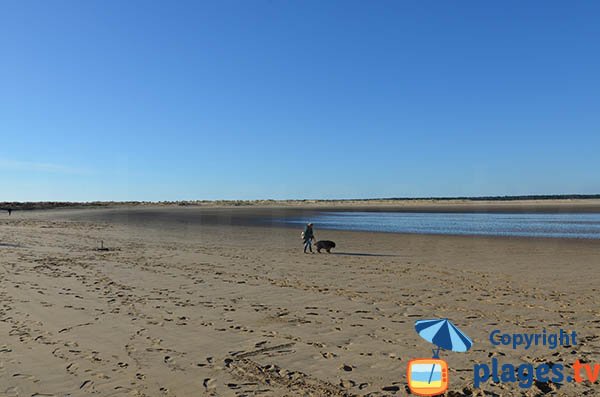 Supervised beach in Ronce les Bains - wild coast