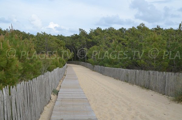 Sentier pour la plage de la Garonne dans la forêt de lège