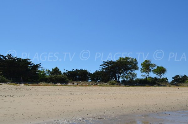 Environnement de la plage du Grand Marchais - Ile de Ré