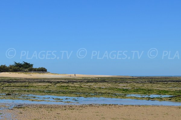 Photo de la plage du Grand Marchais - Les Portes en Ré