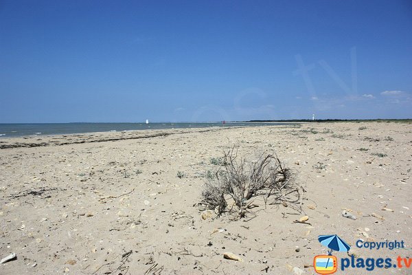 Grande Cote beach in Fromentine - La Barre de Monts