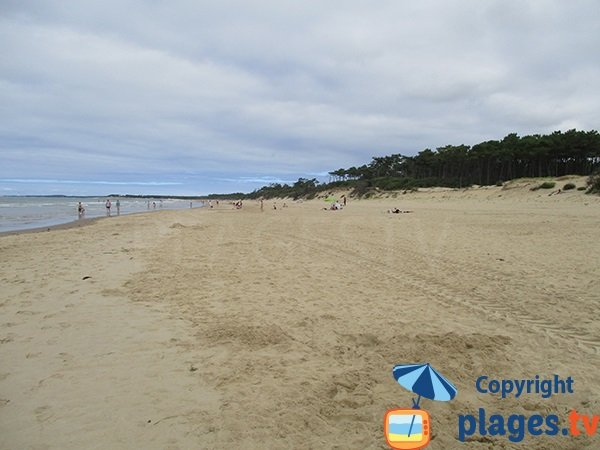 Pine woods and beach in Saint Palais sur Mer