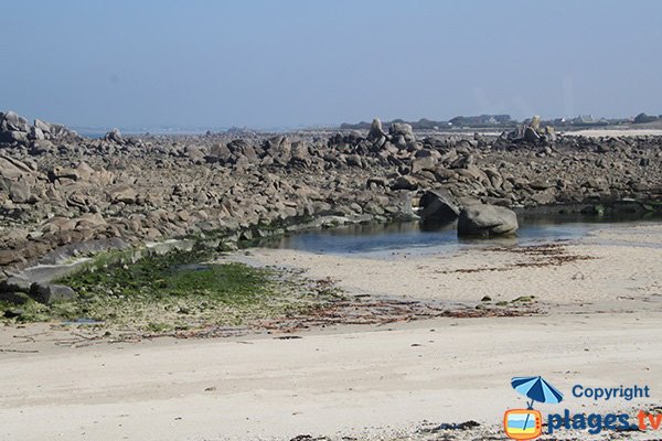 grenouillère à marée basse - Cléder