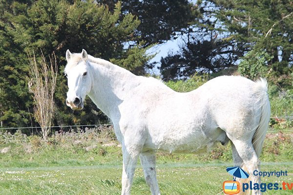 Horses in Cléder