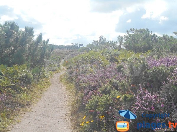 Path of Guen beach - Erquy