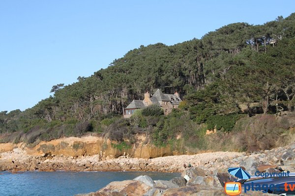 Pins à Plougasnou sur le bord de mer