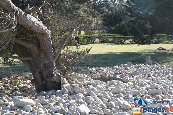 Galets de la plage du Guerzit dans les propriétés voisines