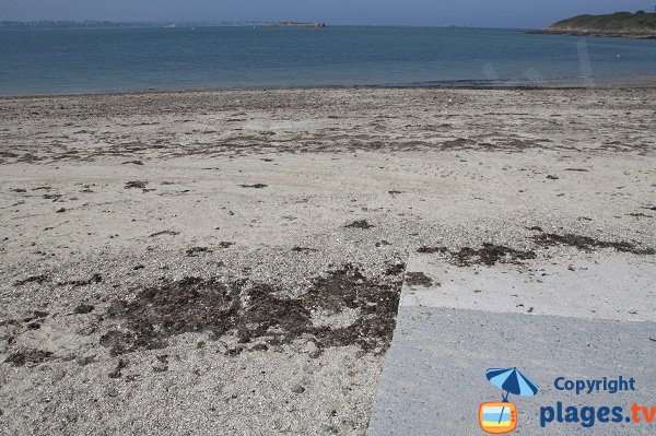 Algae on the Haas beach - St Jacut