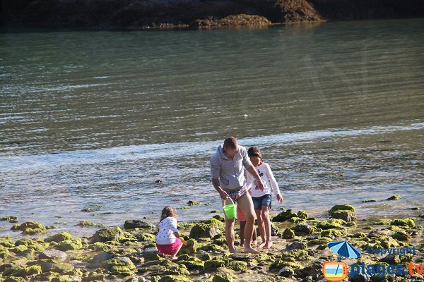 Pêche à Pied sur Belle Ile - Herlin