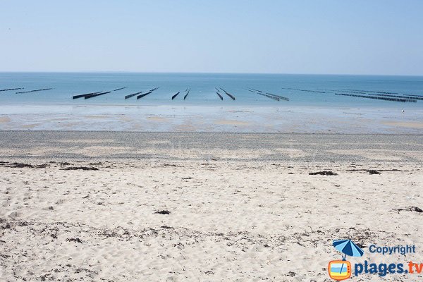 Mussel on the beach of Donville