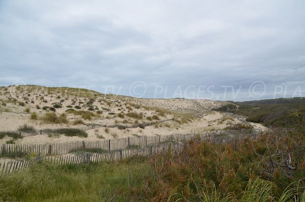 Dunes of Hourtin beach