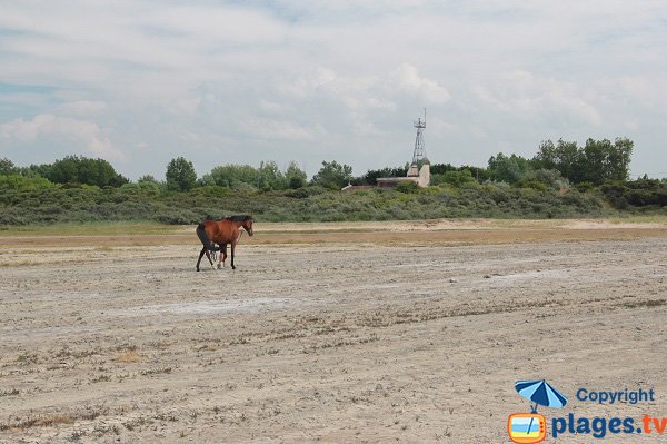 Chevaux sur la plage de Marck les Hemmes