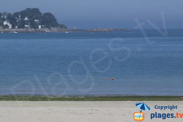 Algues vertes sur la plage du Fond de la Baie - Locquirec