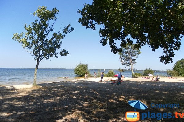 Plage sauvage sur le lac de Biscarosse