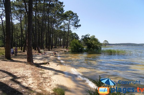 Plage au bord du lac de Biscarosse dans la pinède