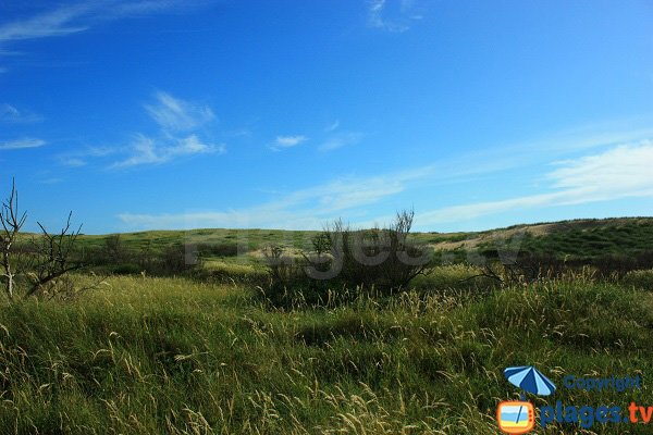 Dune of Jaunay beach - Saint-Gilles-Croix-de-Vie 