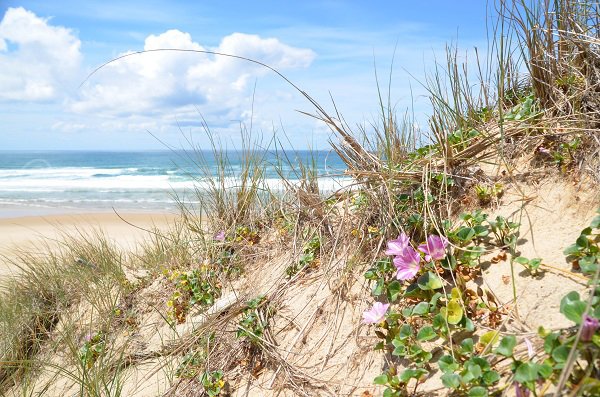 Faune et flore de la dune du Jenny à Le Porge