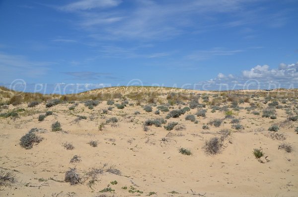 Environnement de la plage du Jenny - Le Porge