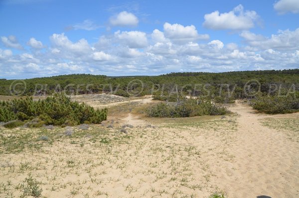 Wild beach in Gironde in France