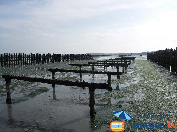 Boulots à moule - plage de Jospinet - Planguenoual