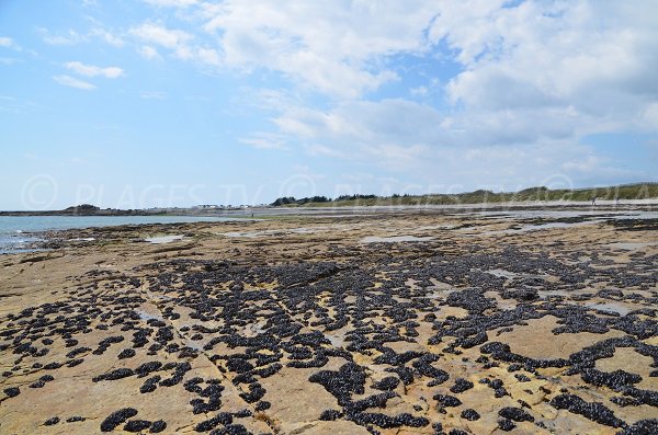 Cozze sugli scogli della spiaggia della Giumenta a Quiberon