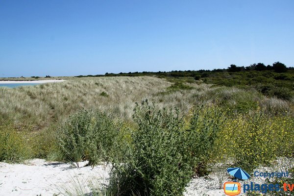 Dunes de Keremma du côté de la plage naturiste - Treflez